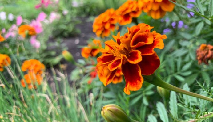 Начало апреля – время сеять чернобрывцы в открытый грунт: как это делать