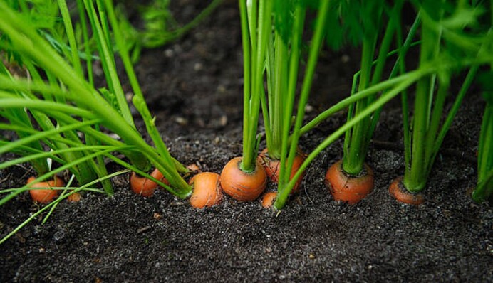 Морковь можно будет не прореживать: огородники в восторге от этого способа посева