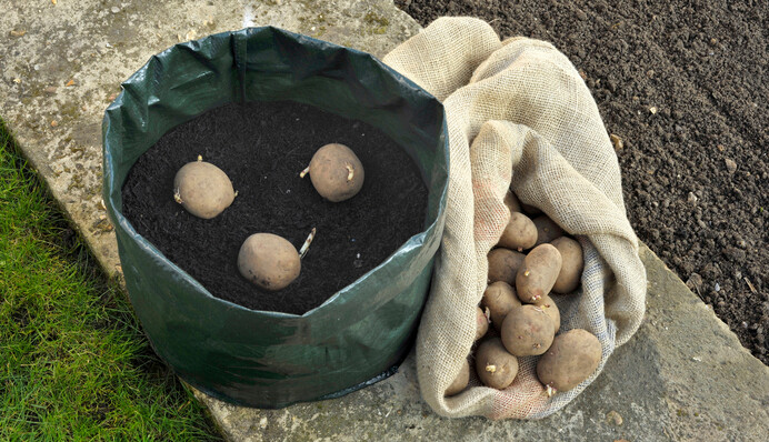 Прогревайте 1-2 недели: что делать с картофелем перед высадкой