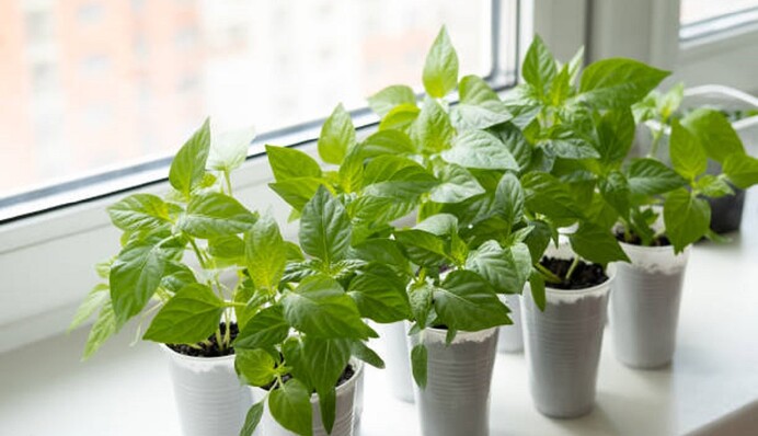 Перец не выносит затенения: какие ошибки мешают вырастить хорошую рассаду