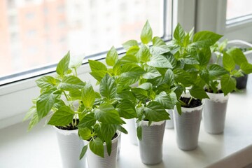 Перец не выносит затенения: какие ошибки мешают вырастить хорошую рассаду