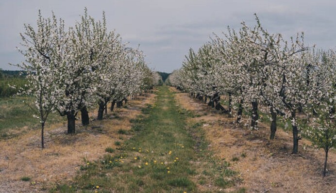 Пепел, компост и другие полезные удобрения, которыми следует подкормить плодовые деревья весной