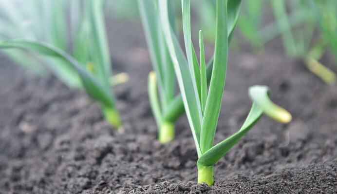 Чем подкормить озимый чеснок в апреле, чтобы он хорошо рос и не желтел
