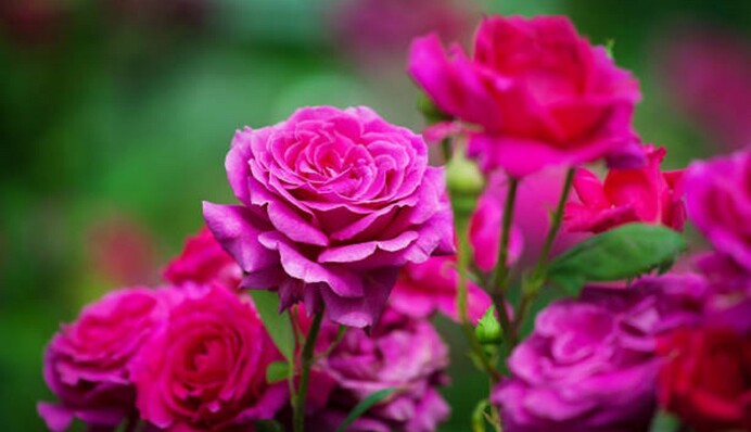 В апреле и мае: чем подкармливать розы весной для пышного цветения