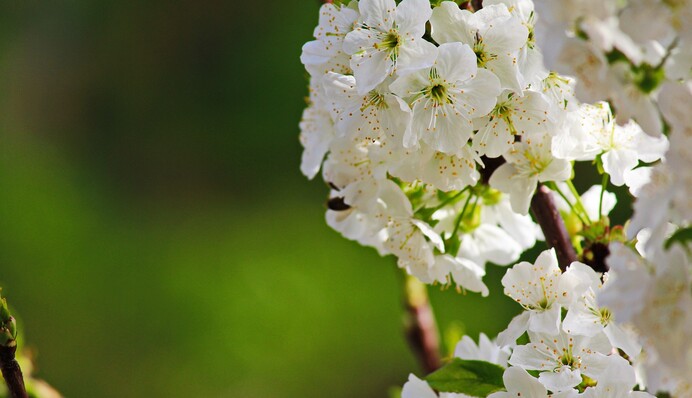 Как подкормить черешню во время цветения, чтобы получить обильный урожай сладких ягод