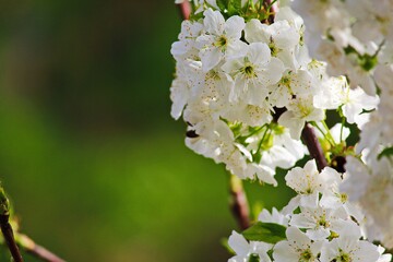 Как подкормить черешню во время цветения, чтобы получить обильный урожай сладких ягод