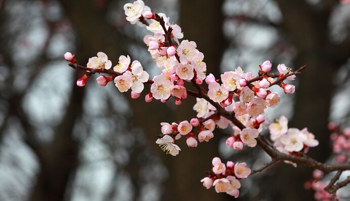 Чем полить абрикос во время цветения, чтобы завязалось как можно больше плодов