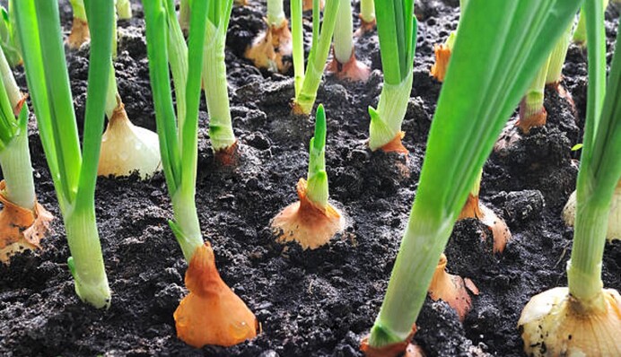 Як поливати і чим підгодовувати озиму цибулю, щоб отримати щедрий урожай