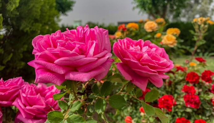 Плохое соседство на клумбе: какие цветы не стоит выращивать рядом с розами