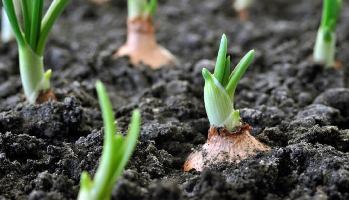 Чем подкормить озимый лук в апреле для хорошего роста и защиты от вредителей