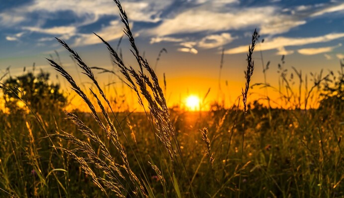 Гектары за бесценок: сохранят ли украинцы землю от иностранных посягательств