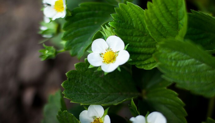 Можно обрабатывать во время цветения: как защитить клубнику от вредителей