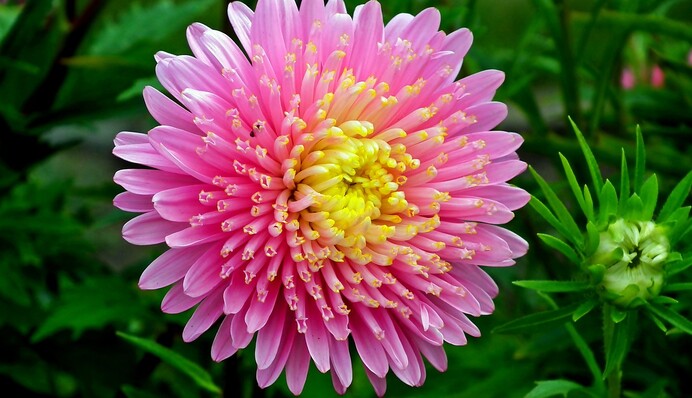 Коли і як садити айстри, щоб клумба радувала око до пізньої осені