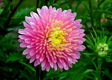 Когда и как сажать астры, чтобы клумба радовала глаз до поздней осени