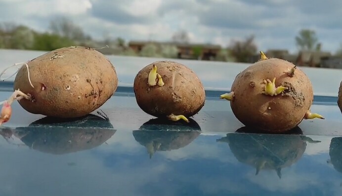 Не даст хороший урожай: огородница показала, какой картофель не следует сажать весной