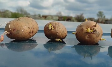 Не даст хороший урожай: огородница показала, какой картофель не следует сажать весной