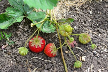 Чем подкормить старую клубнику, которая много лет растет на одном месте