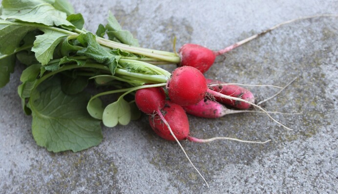 Почему редиска становится горькой и как улучшить ее вкус во время выращивания