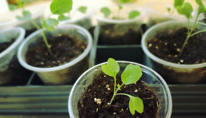 Посадка капусты на рассаду: что нужно для хорошего роста и защиты от болезней