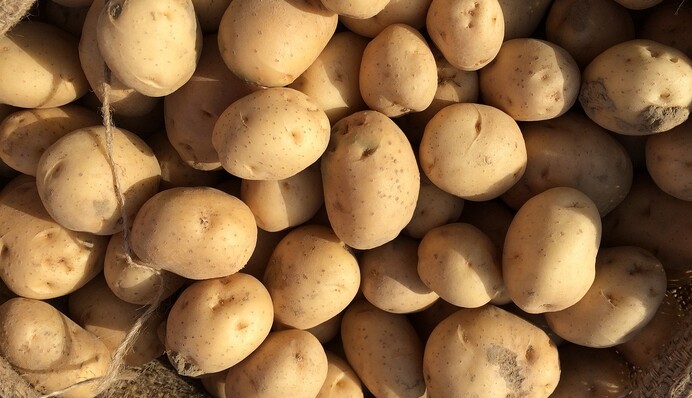 Когда закладывать картофель на проращивание и как это делать: полезные советы огородникам