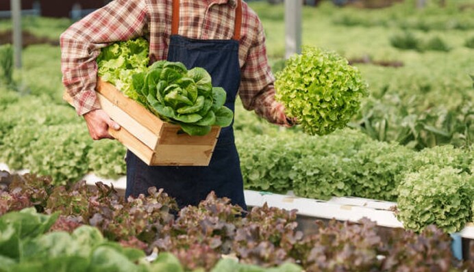 Почему листовой салат вырастает горьким: распространенные ошибки при выращивании