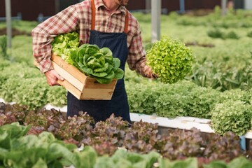 Почему листовой салат вырастает горьким: распространенные ошибки при выращивании