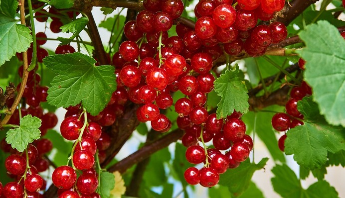 Починають у пору розпускання бруньок: чим обробити ягідники, щоб захистити від шкідників