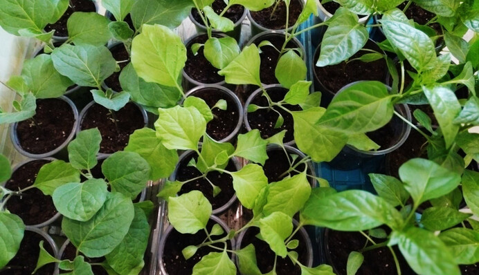 Что делать с бледной рассадой перца и баклажанов: поможет простая подкормка