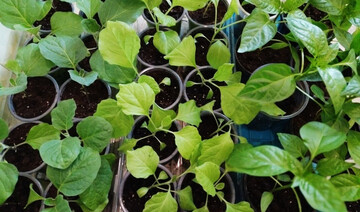 Что делать с бледной рассадой перца и баклажанов: поможет простая подкормка