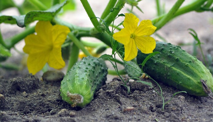 Огірки садять наприкінці квітня – на початку травня: найкращі дати за місячним календарем
