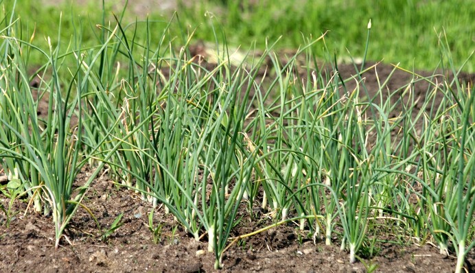 Чем подкормить чеснок, чтобы оживить пожелтевшие перья: спасет популярное аптечное средство