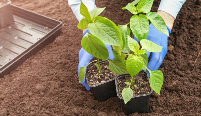 Як підготувати розсаду до пересадки у відкритий ґрунт: правила, яких варто дотримуватися