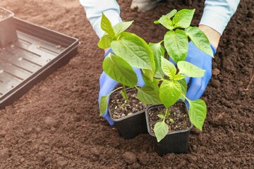 Как подготовить рассаду к пересадке в открытый грунт: правила, которые следует соблюдать