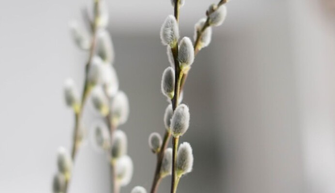 Вербное воскресенье отмечают 28 апреля: какие поверья и приметы имеет праздник