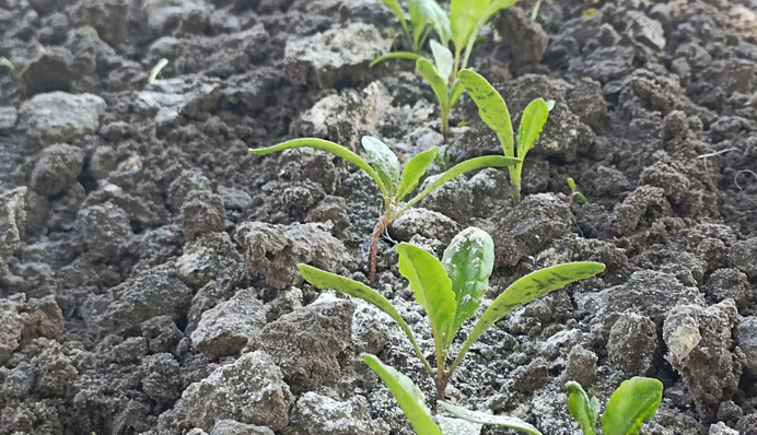 Як захистити буряки і моркву від шкідників: натуральний засіб відлякує довгоносика і мурах