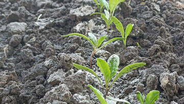 Как защитить свеклу и морковь от вредителей: натуральное средство от долгоносика и муравьев