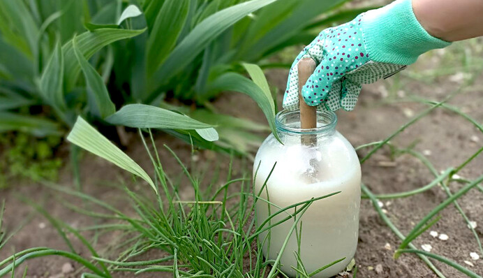 Натуральное удобрение из дрожжей: как их разводить и использовать на огороде