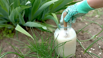 Натуральное удобрение из дрожжей: как их разводить и использовать на огороде