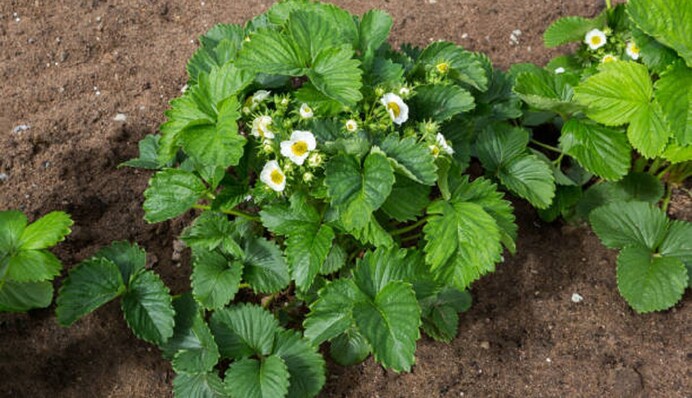 Чем подкормить клубнику во время и после цветения: советы опытных дачников