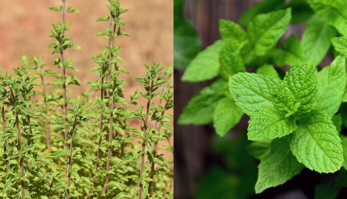 Що посіяти у травні і яке насіння краще використовувати: пам'ятка для городників