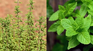 Что посеять в мае и какие семена лучше использовать: памятка для огородников