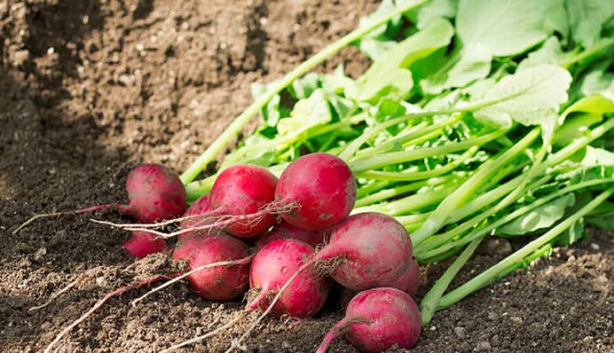 Как спасти редиску от крестоцветной блошки: народные методы