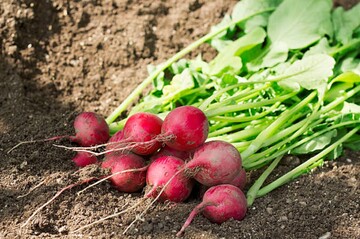 Как спасти редиску от крестоцветной блошки: народные методы