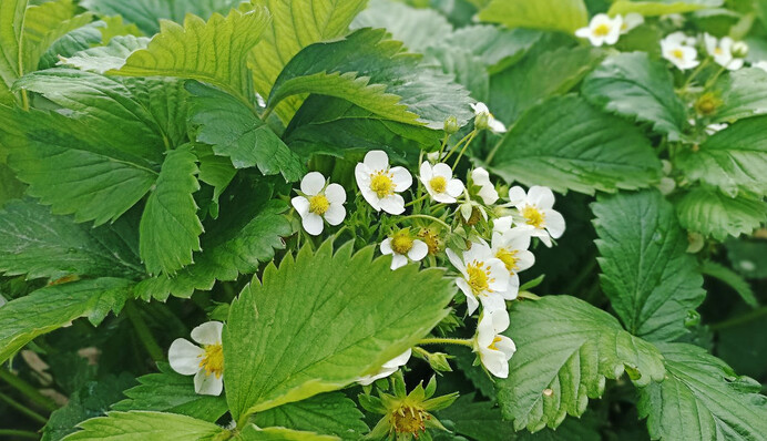 Как улучшить урожайность клубники: поможет подкормка на этапе цветения