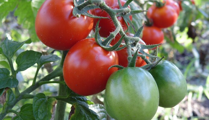 Залог хорошего урожая: как правильно поливать томаты после высадки в грунт