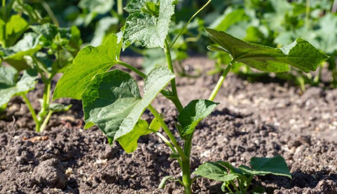 Які добрива потрібні огіркам, щоб дали багато врожаю: поради городникам