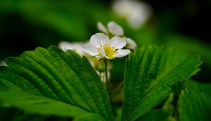 Для чего клубнику поливают кипятком и как правильно это делать: неожиданный метод