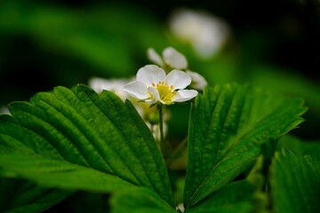 Для чего клубнику поливают кипятком и как правильно это делать: неожиданный метод