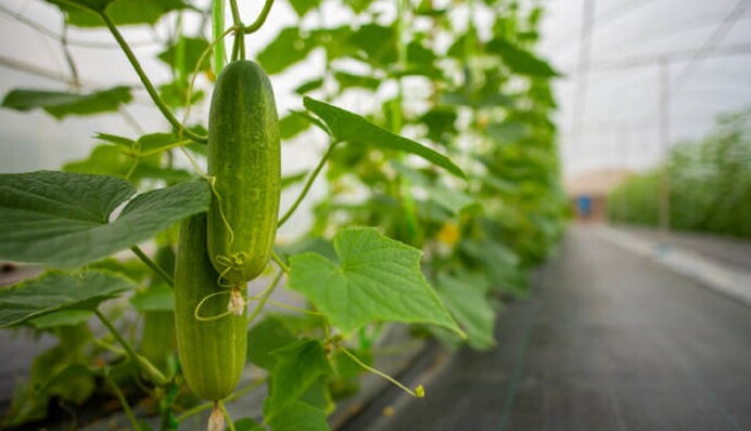 Высаживаем огурцы в теплицу: что положить в лунку и чем полить