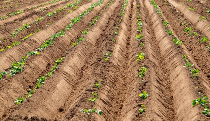 Как правильно сажать картофель под лопату: оптимальная глубина лунки